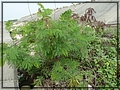 2011-11-27 11-21-10銀合歡.JPG